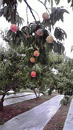 2010072516140001