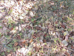 CIMG0226