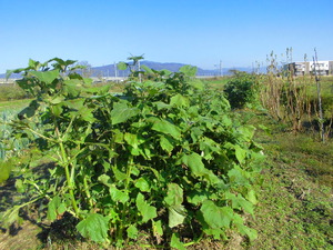 CIMG0288