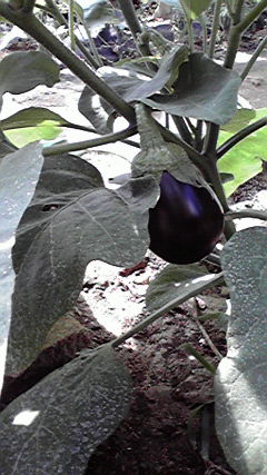 2010072108210001