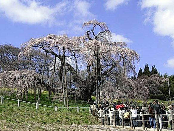 miharutakizarura