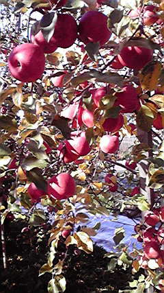 2010120413250001