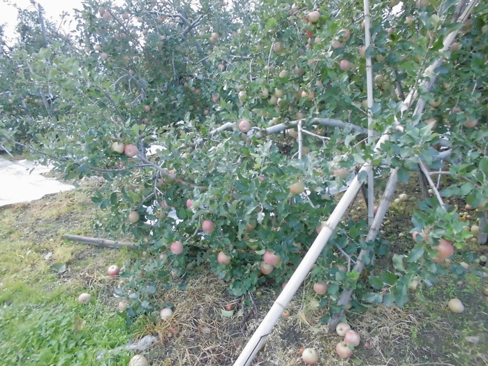 CIMG0188