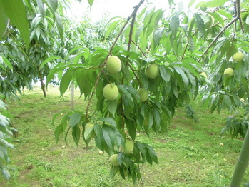 CIMG0567
