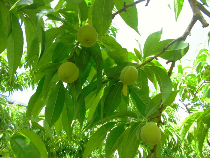CIMG0543