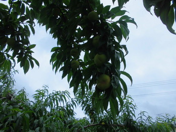 CIMG0568