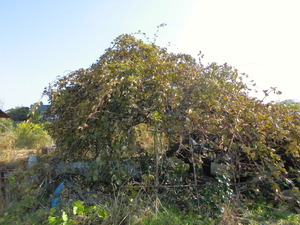 CIMG0222