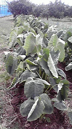 2010092912220001