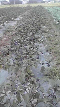 2011091715390000
