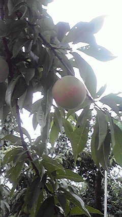 2011072314080001