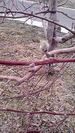 2011040814420000