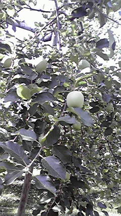 2010071909190001