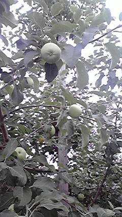 2010070308460000