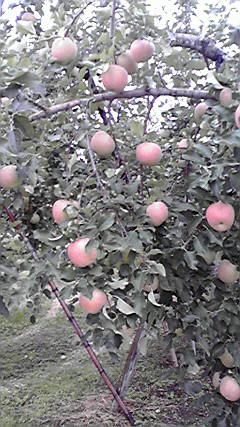 2010100414200001
