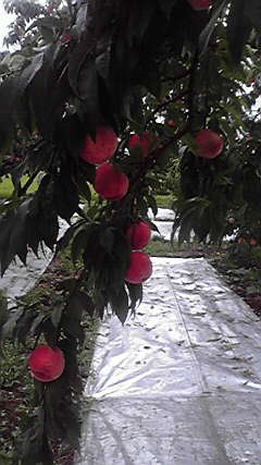 2011073111380001