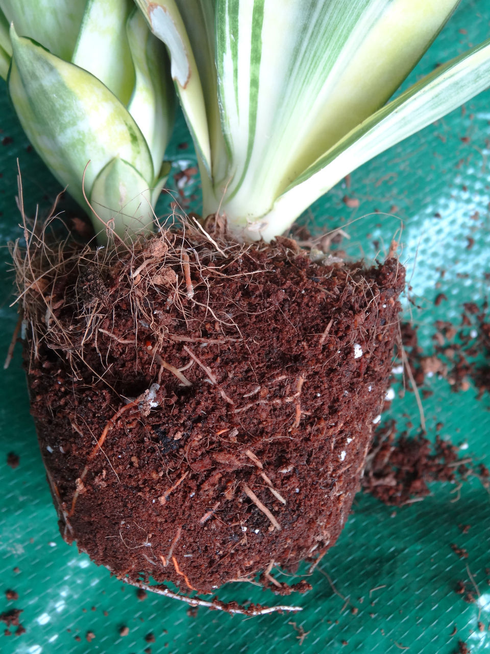 サンセベリア ゴールデンハニー再び 第三艦橋大破