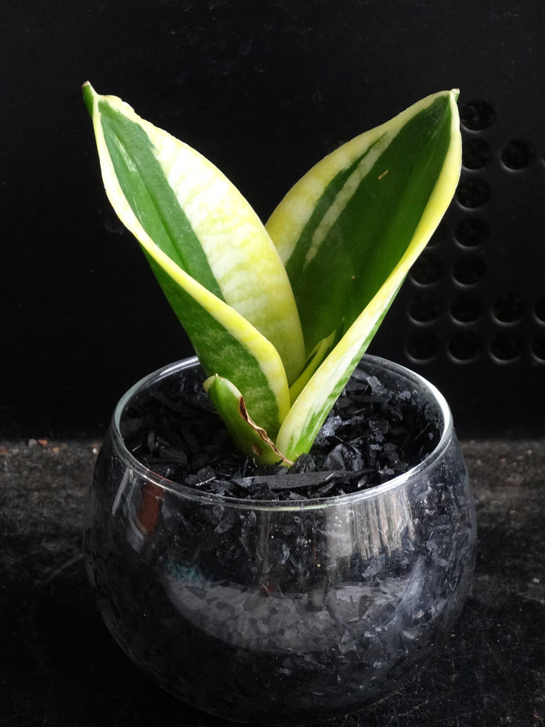 ニューカマーと植え替え 第三艦橋大破 ニューカマーと植え替え 第三艦橋大破