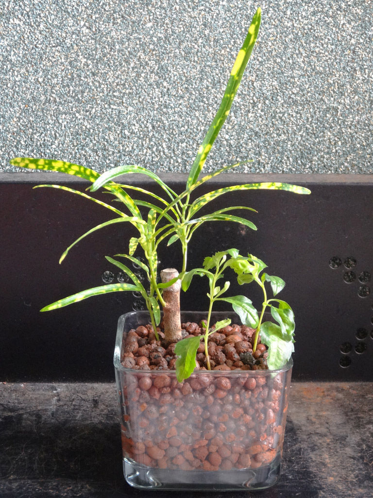 ニューカマーと植え替え 第三艦橋大破 ニューカマーと植え替え 第三艦橋大破