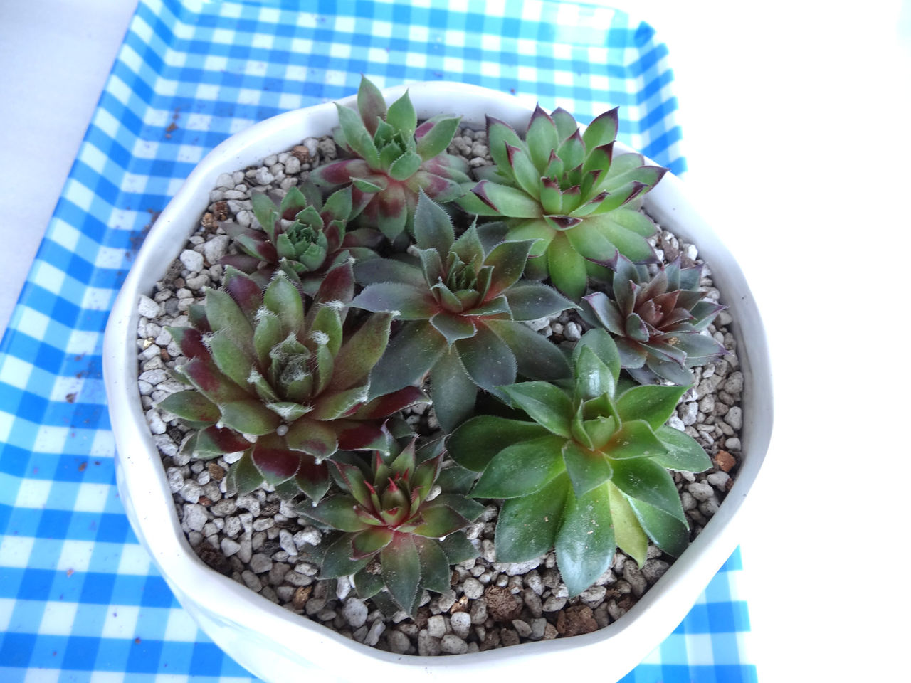センペルビュームの寄せ植え他 第三艦橋大破 センペルビュームの寄せ植え他 第三艦橋大破