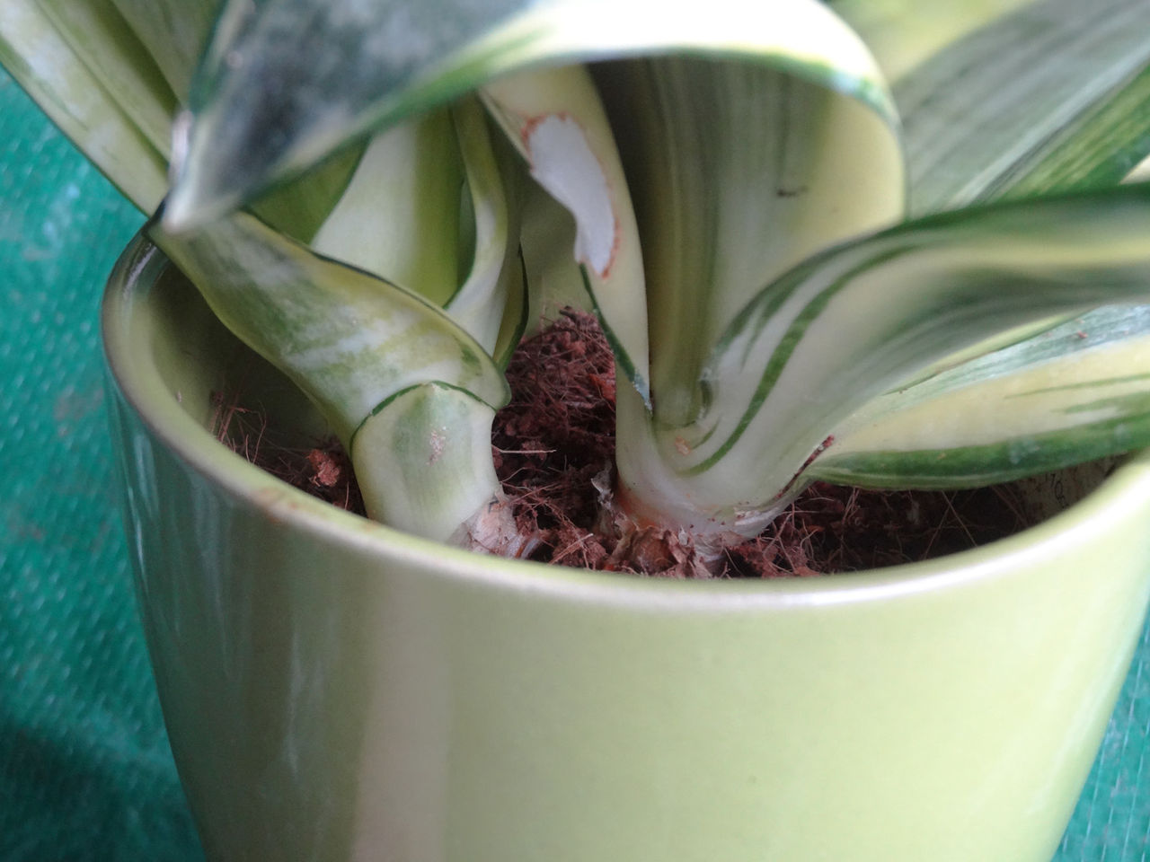 サンセベリア ゴールデンハニー再び 第三艦橋大破