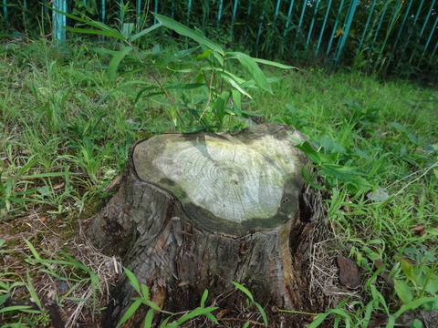 DSC02551