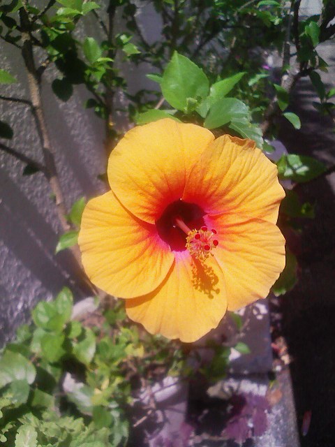 黄色いハイビスカス 那覇アルバム