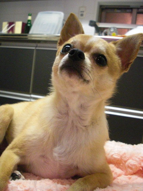 Hachi 約束の犬 Petitrestaurant Naito