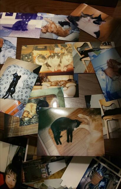 幾星霜を煌めく命 Beckoning Cat たより まねきねこ