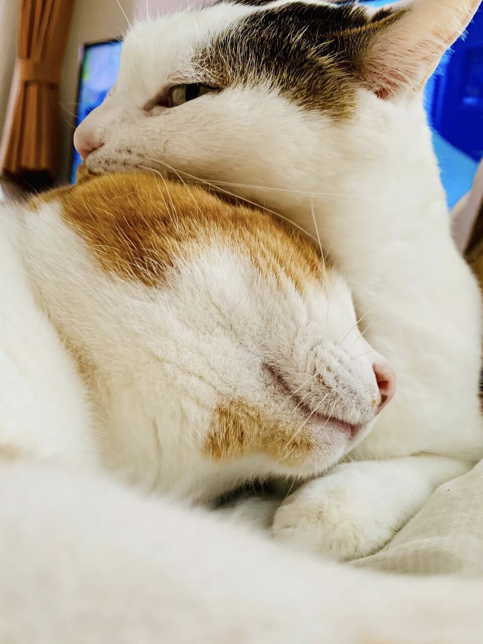 chaoyuki2