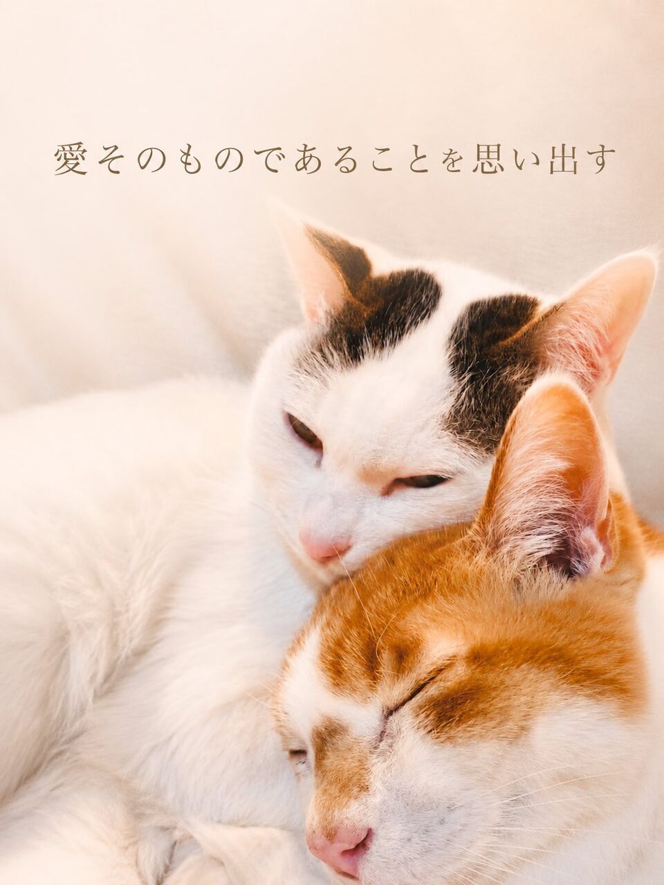 chaoyuki1