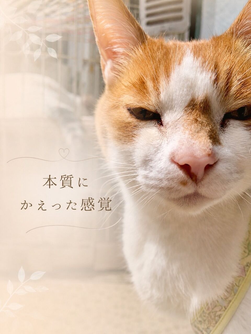 �ҥץΥ��饹��