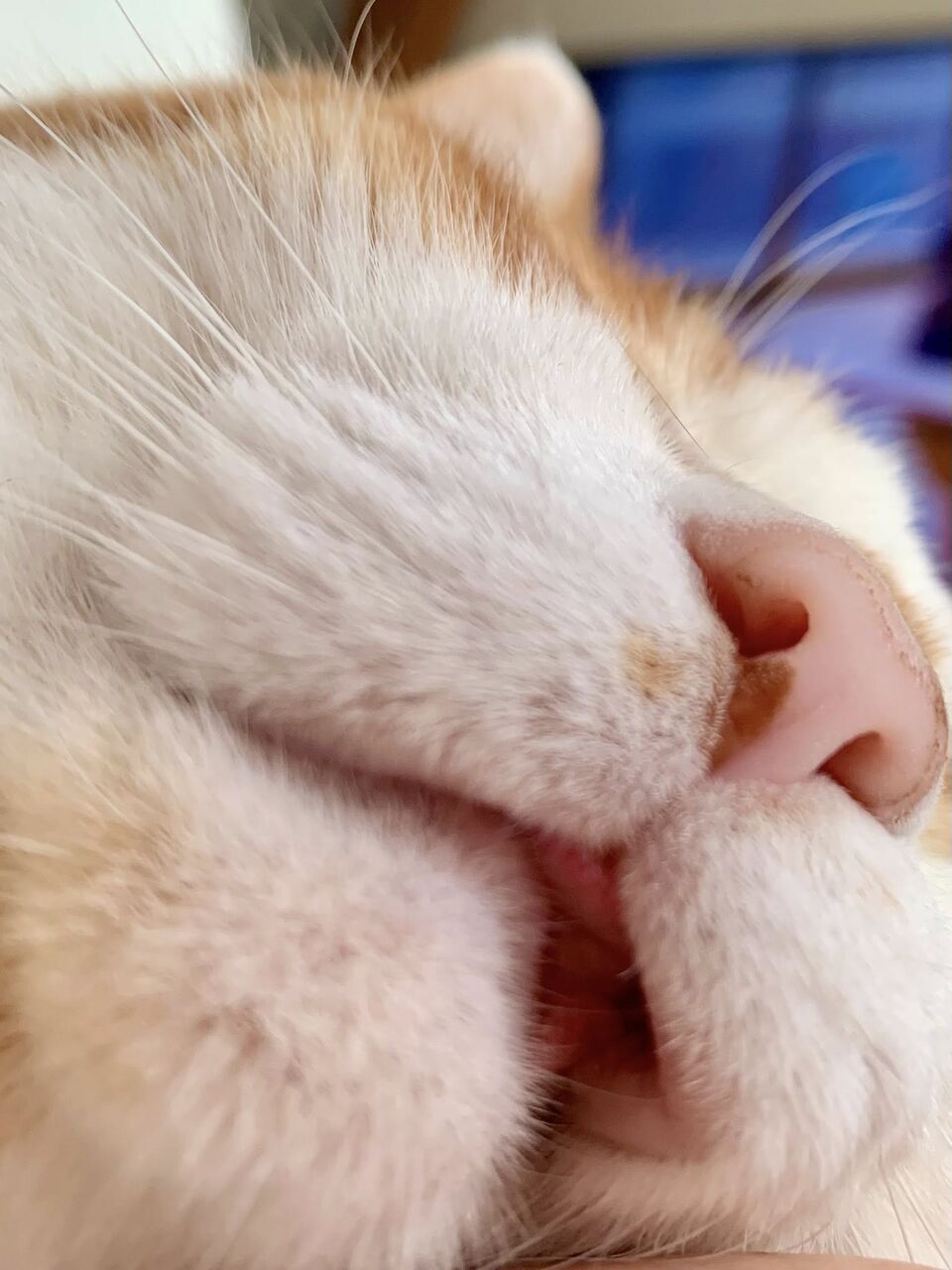 ���㥪��