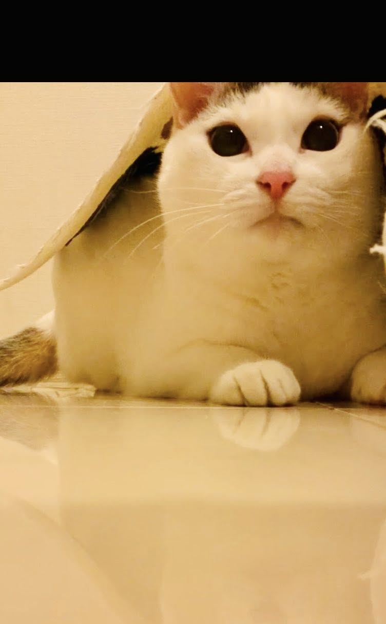 �椭��