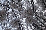 20110412