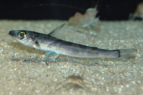 10-1いわき市の魚「めひかり」(和名:マルアオメエソ)-1