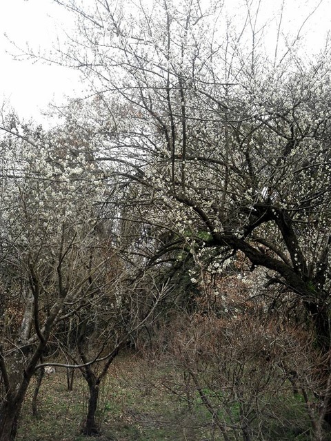 1653588_591689770910555_437808152_n