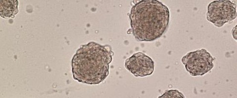 n-STAP-HARVARD-large570