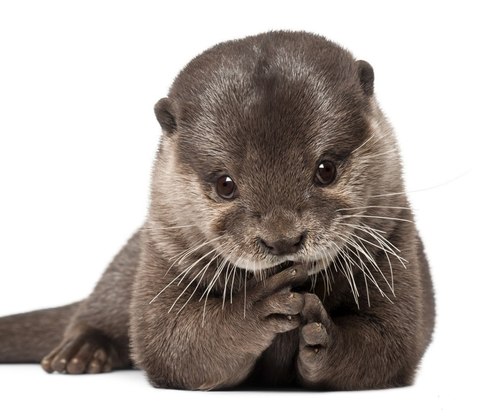 8046497071_447cd5eeb3_o