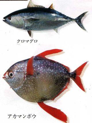 衝撃 代用魚で価格を抑える回転すしの実態 アナゴはウミヘビ カンパチはコバンザメ だいたい100円で寿司食うなって話 美味しいのが好き 衝撃 代用魚で価格を抑える回転すしの実態 アナゴはウミヘビ カンパチはコバンザメ だいたい100円で寿司食うなって話 美味しいのが好き