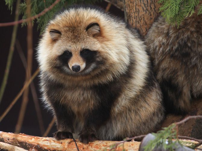 動物 たぬきかわいいよね にじいろふたば 動物 たぬきかわいいよね にじいろふたば