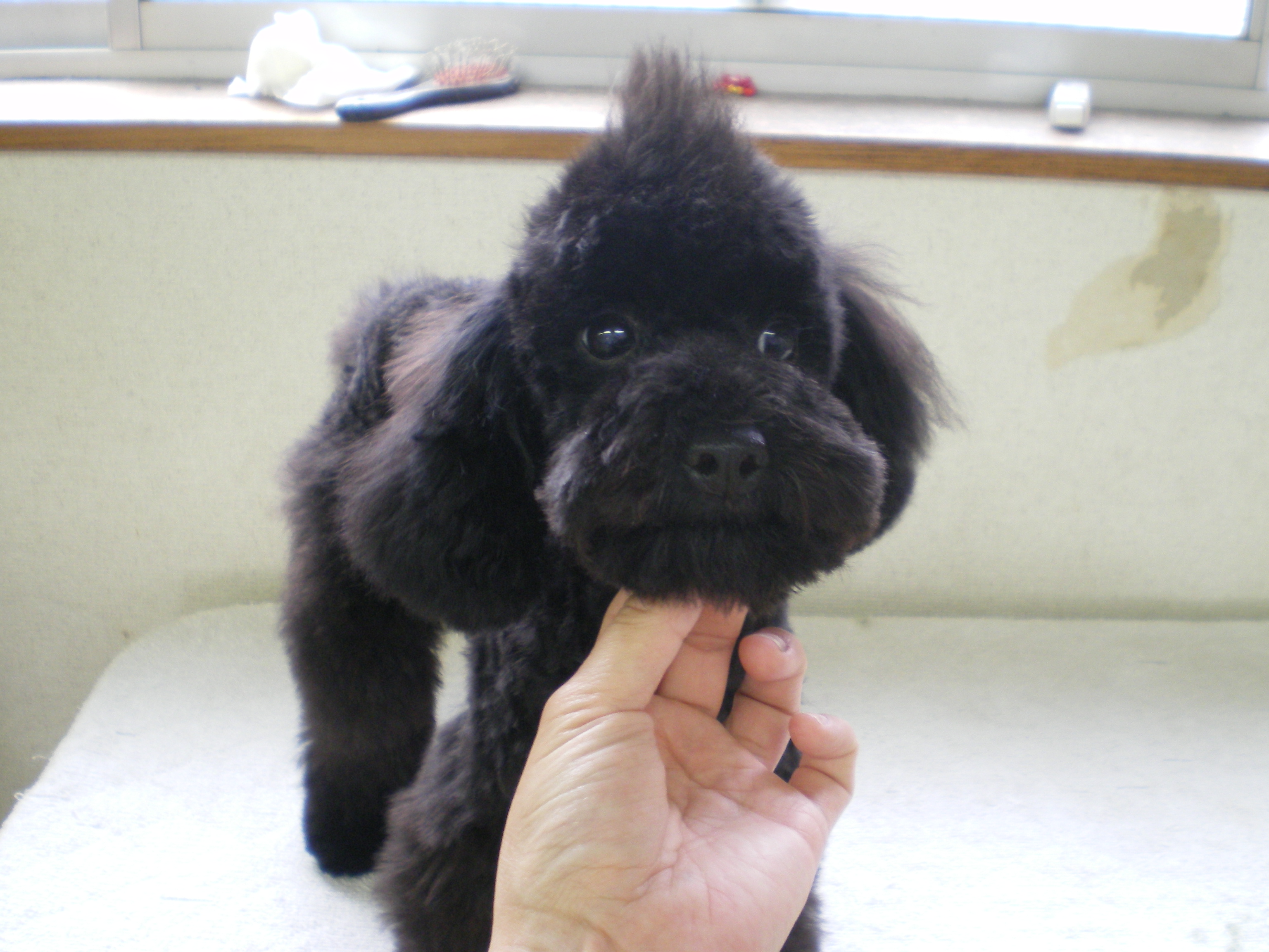 トリミング情報 カットモデル募集 限定有 プードル専門犬舎ｔｈｏ