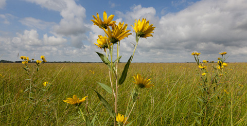 spring-prairie-preserve