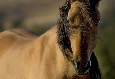 wild-horse-photo-_1822