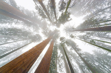 sequoia