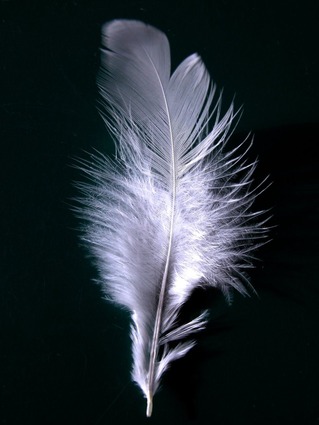 feather1