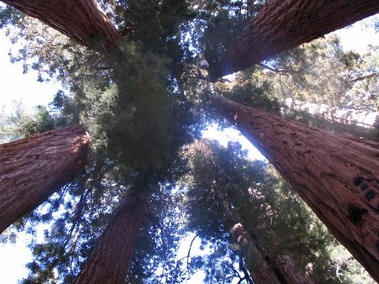 looking-up-from-inside