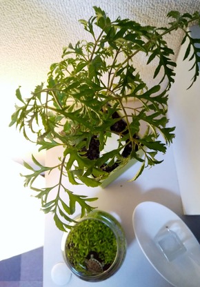 11/22¤Î¤ß¤É¤ê¡