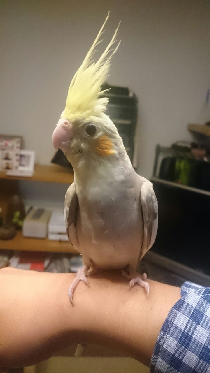 オカメちゃんねる 雄かいな 雌かいな どっち Take It Easy オカメちゃんねる 雄かいな 雌かいな どっち Take It Easy