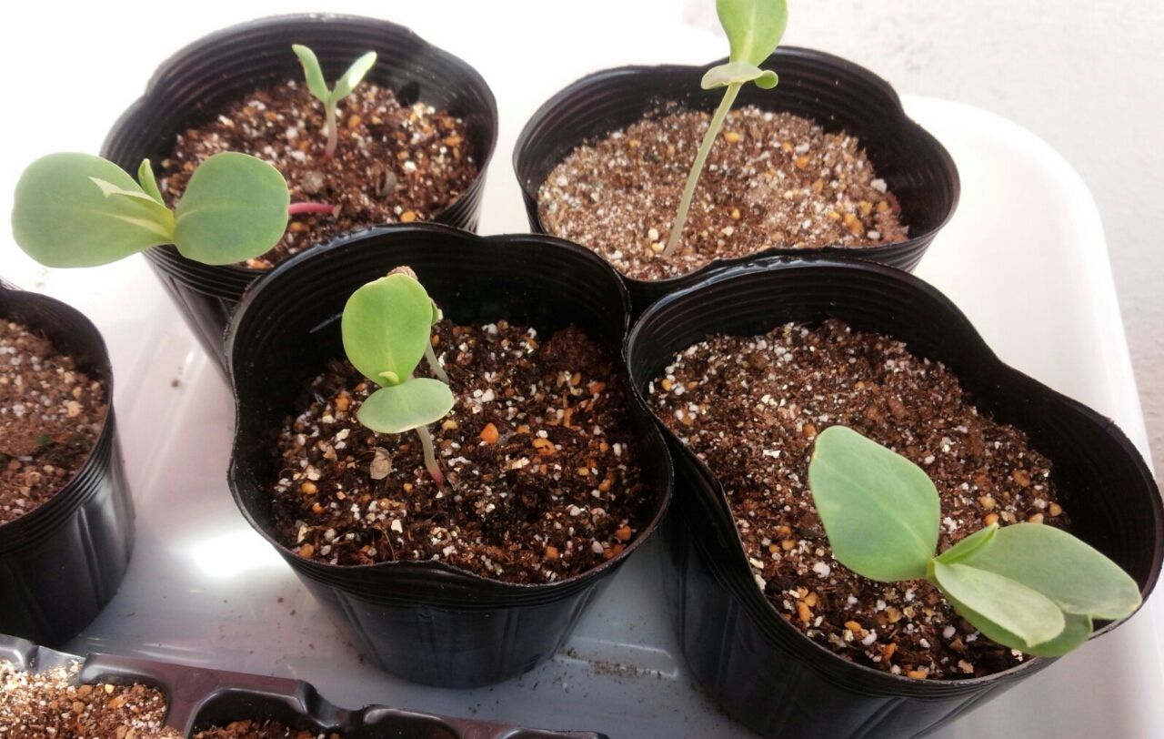 クジャクサボテン ネモフィラ種まきのその後 まだ植えてるよ