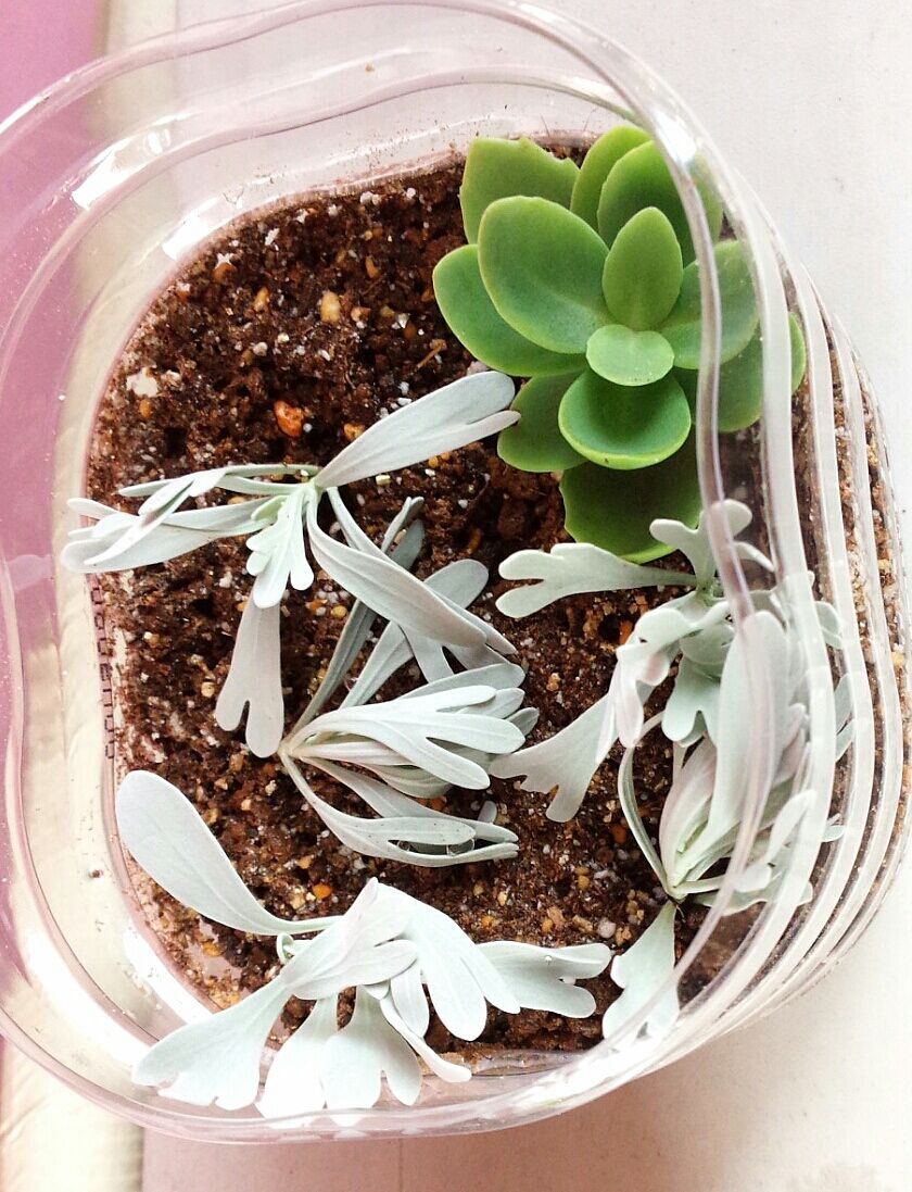 モクビャッコウ ベンケイソウの挿し木 まだ植えてるよ モクビャッコウ ベンケイソウの挿し木 まだ植えてるよ